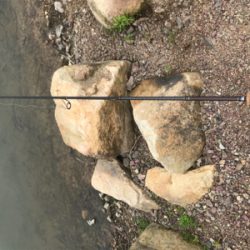 大雨のトラウト