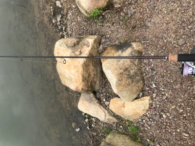 大雨のトラウト