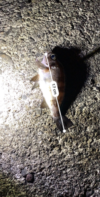 メバリングという名のチニング