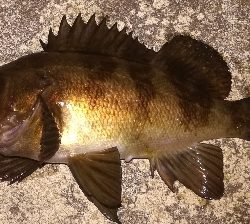 メバリング1835〜1920