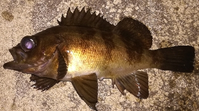 メバリング1835〜1920