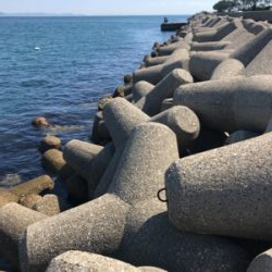 久しぶりのアオリイカ  GET!＼(^o^)／