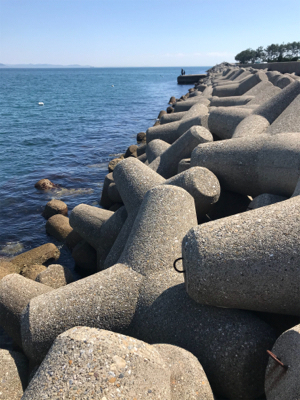 久しぶりのアオリイカ  GET!＼(^o^)／