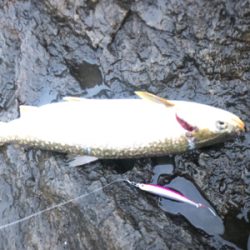 北海道 海サクラマス 海アメマス