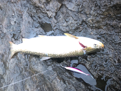 北海道 海サクラマス 海アメマス