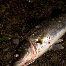 サイズは小さいけど、、