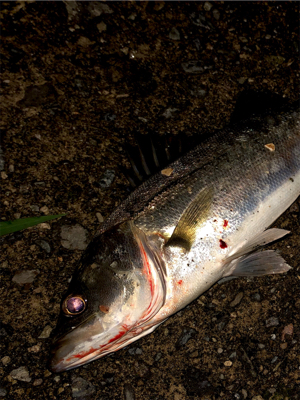 サイズは小さいけど、、