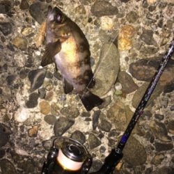 メバルトップゲーム