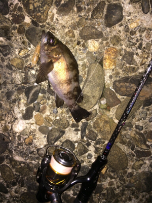 メバルトップゲーム