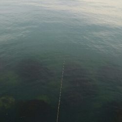 なんとかヒラメ1枚！