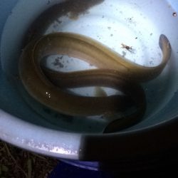 淀川のウナギ  パート2