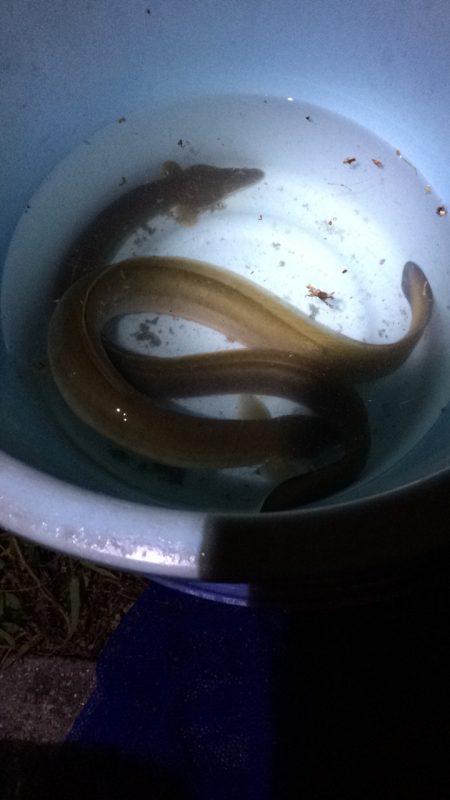 淀川のウナギ  パート2