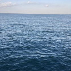 ハマチ回ってます