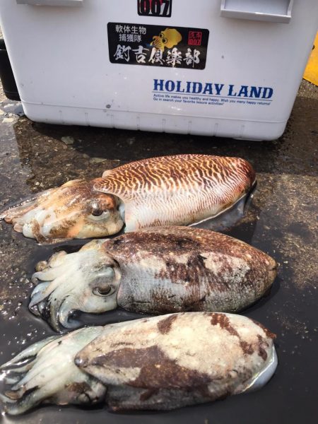 コウイカ釣り