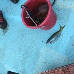 牟岐沖でかけ釣り