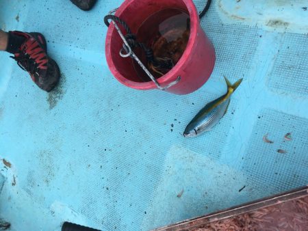 牟岐沖でかけ釣り