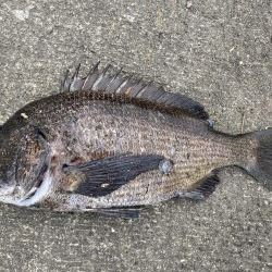 イチノ兄弟、釣果！