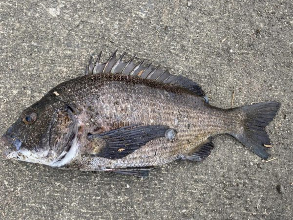 イチノ兄弟、釣果！