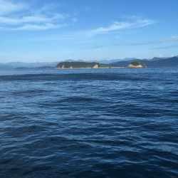 県南沖で小サバ祭り