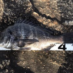 イチノ兄弟、釣果!