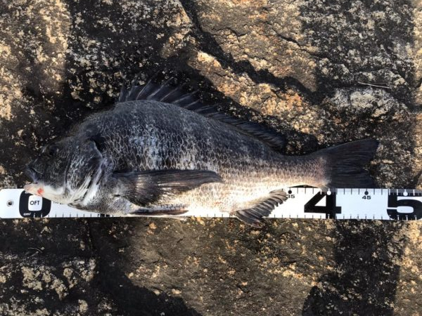 イチノ兄弟、釣果!