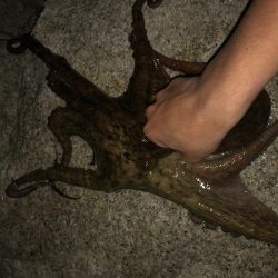 ビッグなゲスト