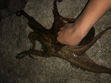 ビッグなゲスト