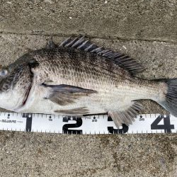 イチノ兄弟、釣果！