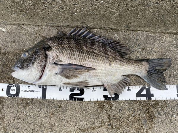 イチノ兄弟、釣果！