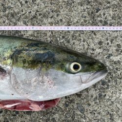 青物ラッシュ!!神戸沖堤防にて