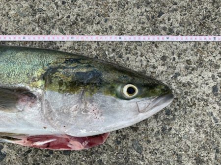 青物ラッシュ!!神戸沖堤防にて