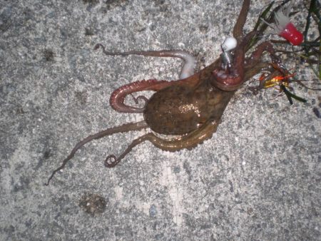 タコおったぞ！