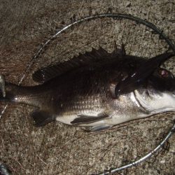 メバルプラッギング好調