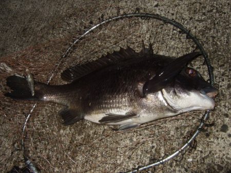 メバルプラッギング好調