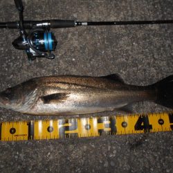 5/19バチパターン調査