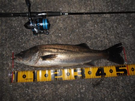 5/19バチパターン調査