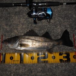 5/22バチパターン調査