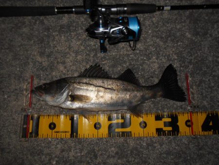 5/22バチパターン調査