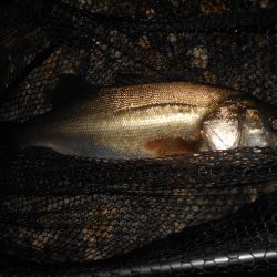 マニックFISHが◎