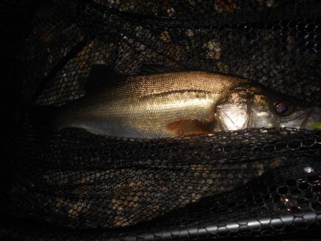 マニックFISHが◎