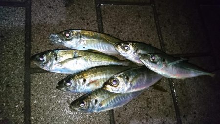 仕事帰りにアジング