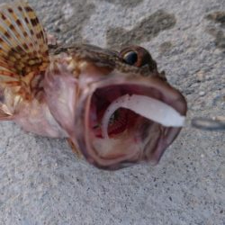 キャロダートでデイゲーム