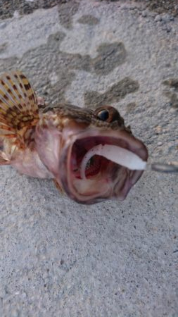 キャロダートでデイゲーム