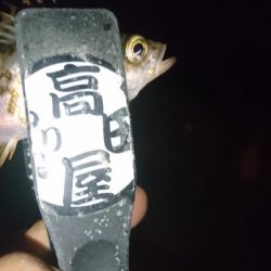 アジはいずこ？！