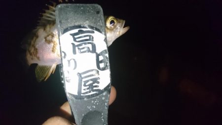 アジはいずこ？！