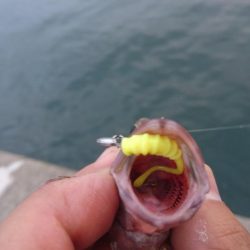 キャロダートでデイゲーム