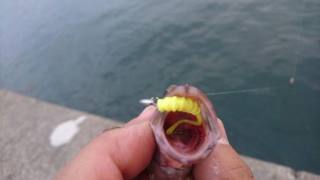 キャロダートでデイゲーム