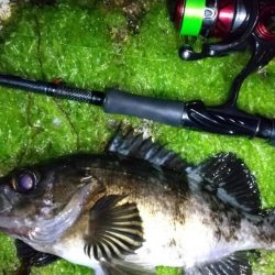 メバリング　30ｃｍまで