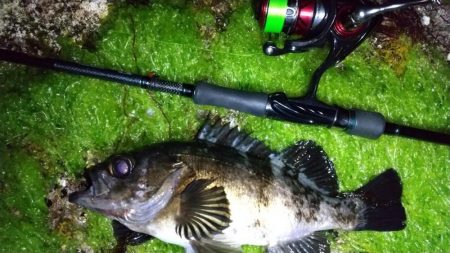 メバリング　30ｃｍまで