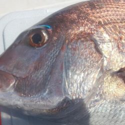 マダイ乗っ込み